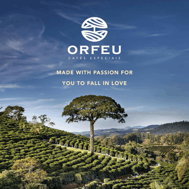 4 Packs ORFEU Special Coffee Yellow Bourbon - 100% Arabica Coffee, Medium-Light Roast, Ground & Roasted-  Aroma of Citrus Fruits, Accentuated Acidity - 4 x 250g (8.8oz)