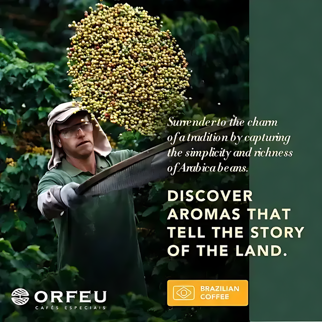 Orfeu Bourbon Amarelo Ground Coffee –  The Orfeu Bourbon Amarelo Ground Coffee in coffee plants, emphasizing its varietal origin and cultivation. – Buy now at MKPBR.COM – Worldwide Shipping