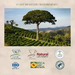 Orfeu Classic Whole Bean Coffee – 35.27 oz (1 Kg) – The awards from Orfeu Coffee, premium brazilian quality. Buy now at MKPBR.COM – Worldwide Shipping